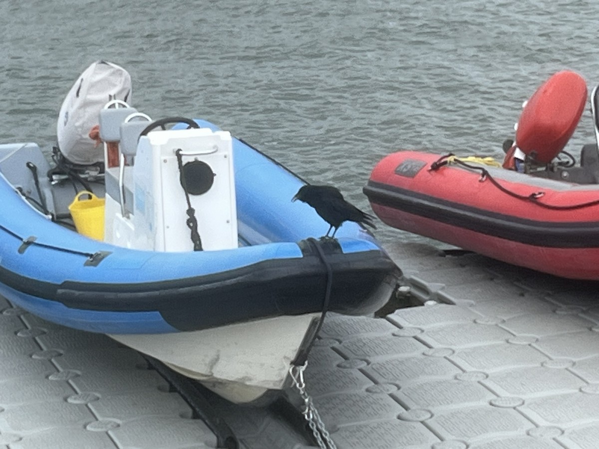 Carrion Crow - ML641286216