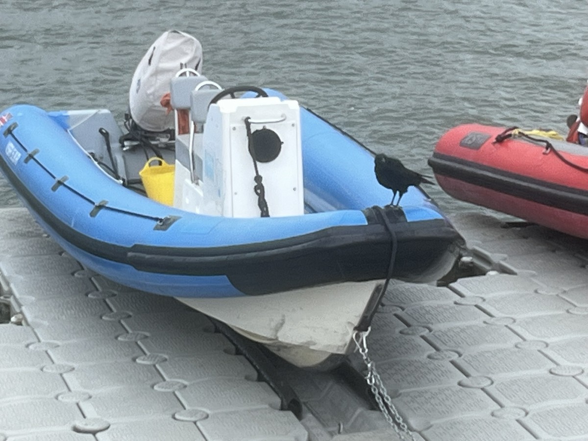 Carrion Crow - ML641286217