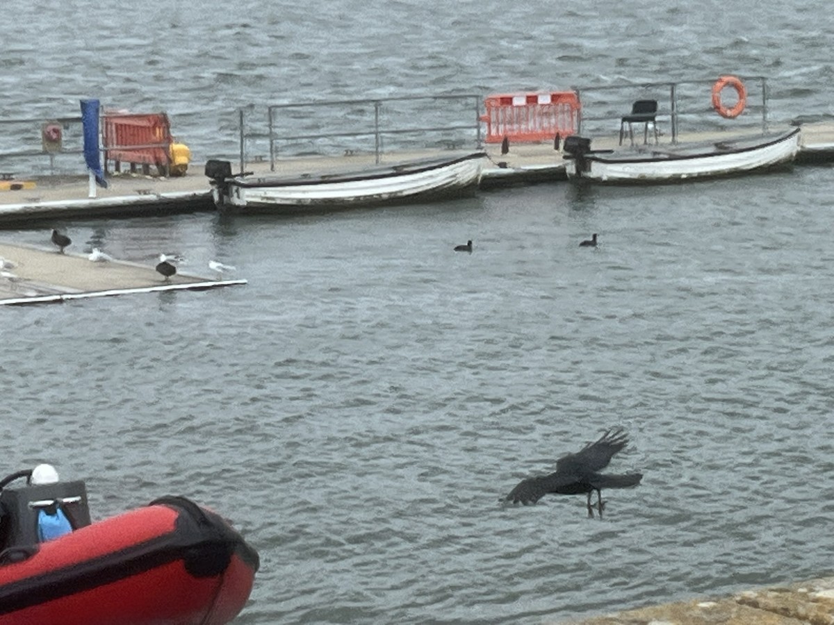 Carrion Crow - ML641286220