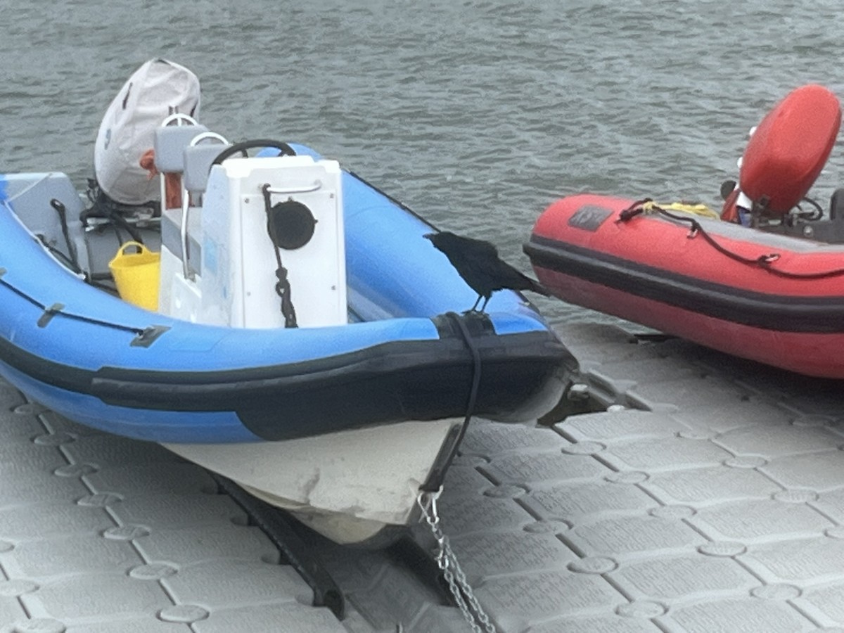 Carrion Crow - ML641286223