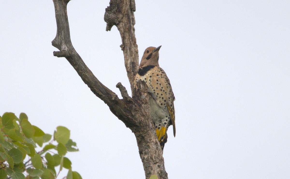 Northern Flicker - ML641286238