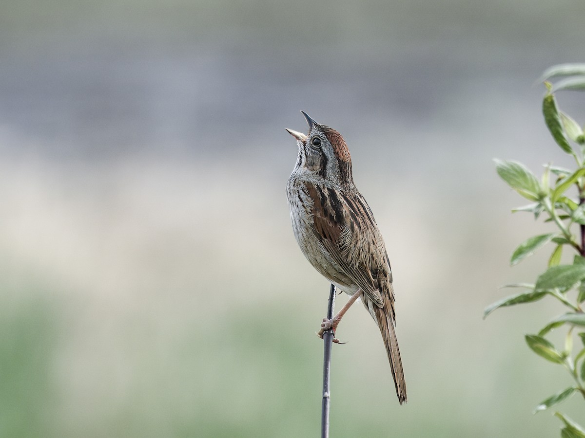 Swamp Sparrow - ML641286246