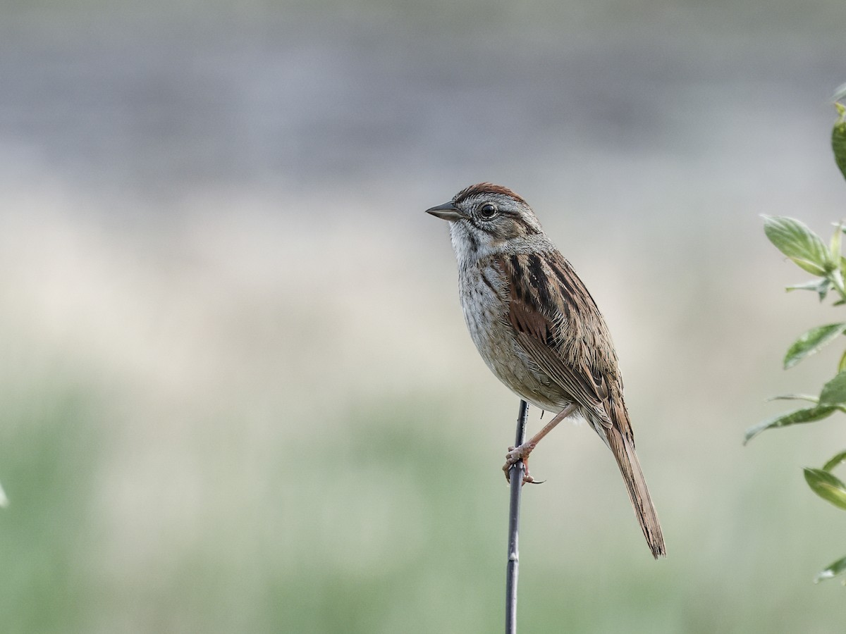 Swamp Sparrow - ML641286247