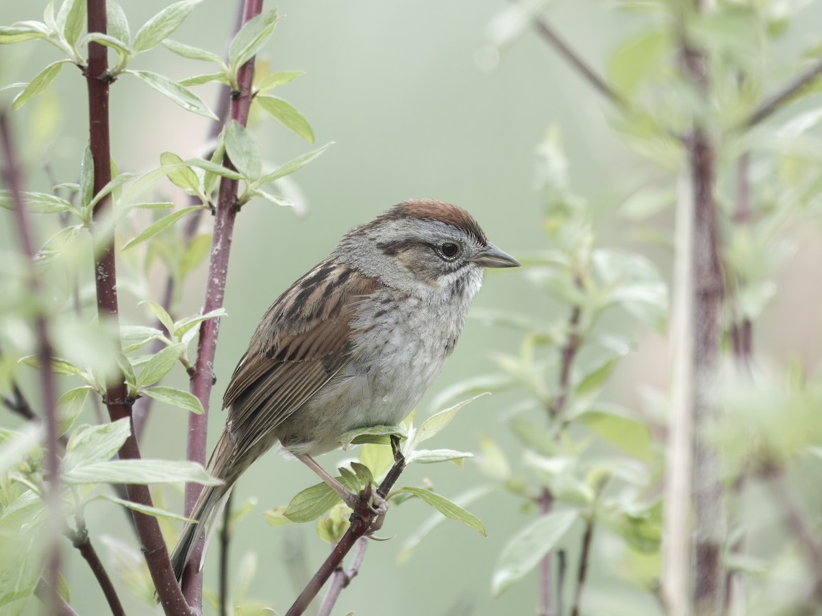 Swamp Sparrow - ML641286248