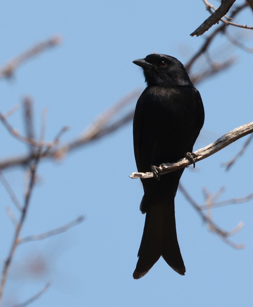 Fork-tailed Drongo - ML641286259