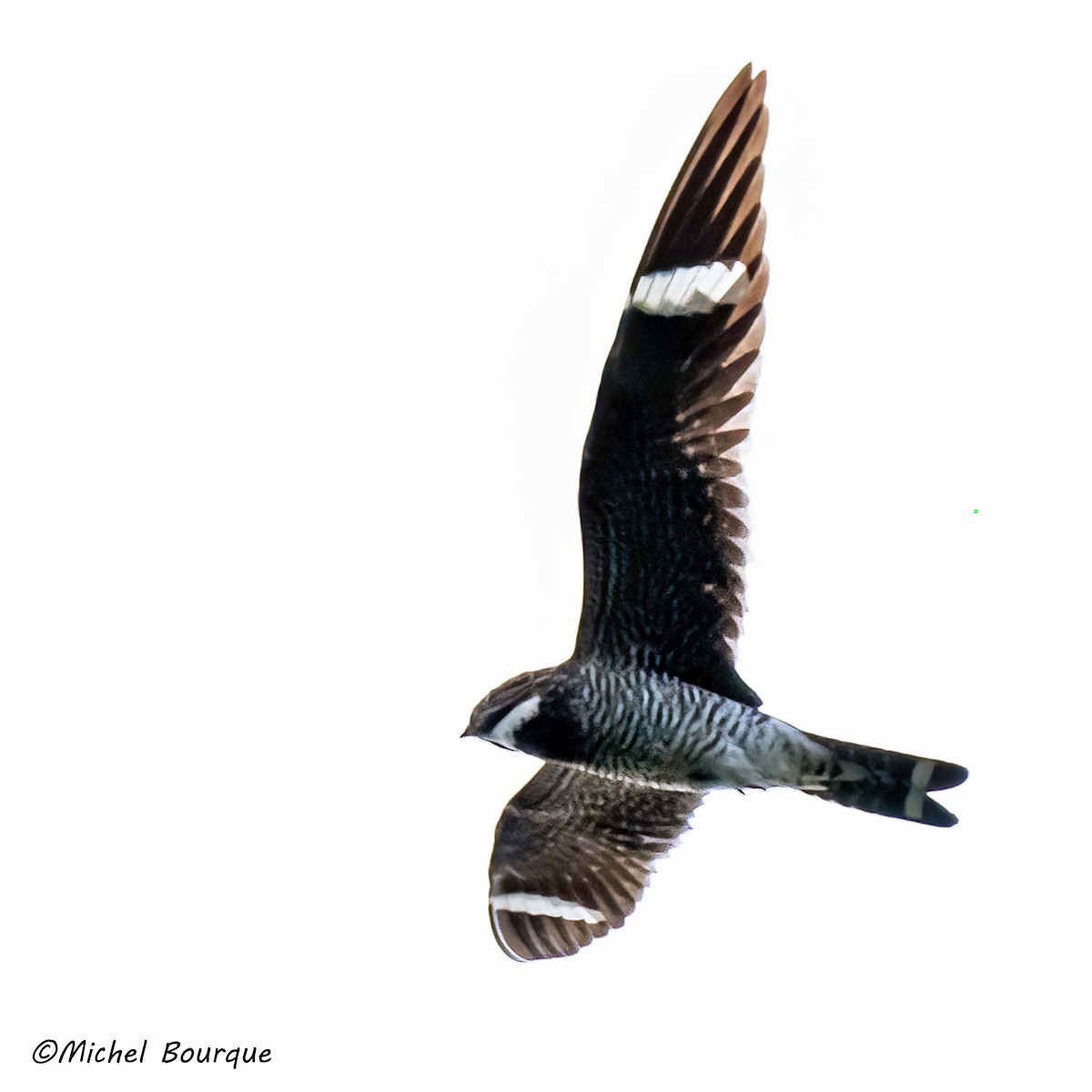 Common Nighthawk - ML641286271