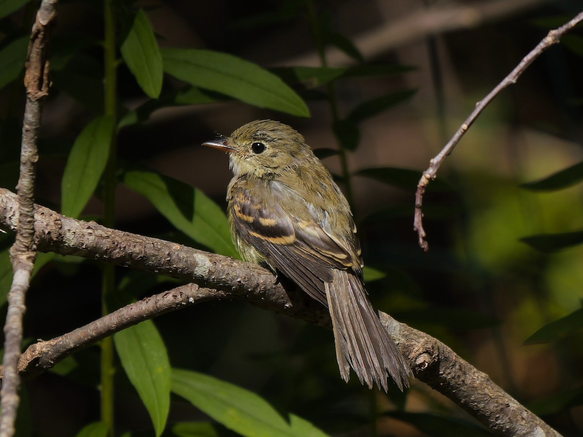Acadian Flycatcher - ML641286274