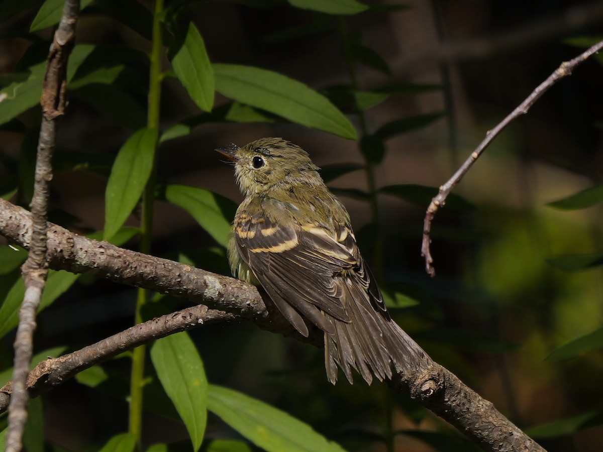 Acadian Flycatcher - ML641286275