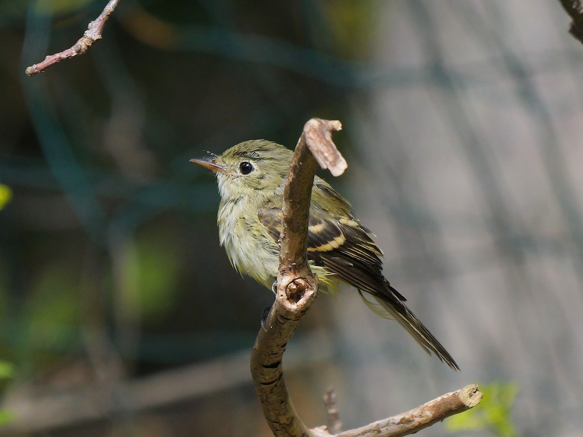 Acadian Flycatcher - ML641286276