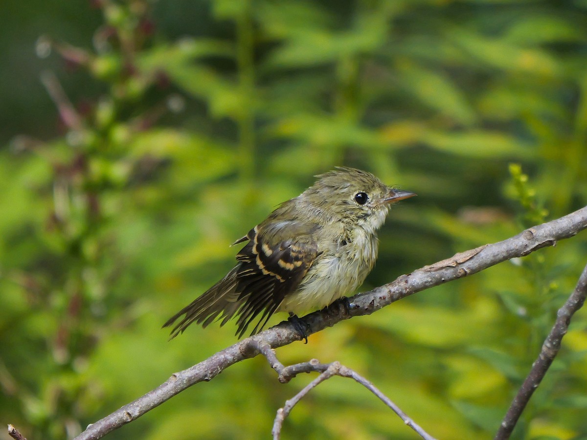 Acadian Flycatcher - ML641286277