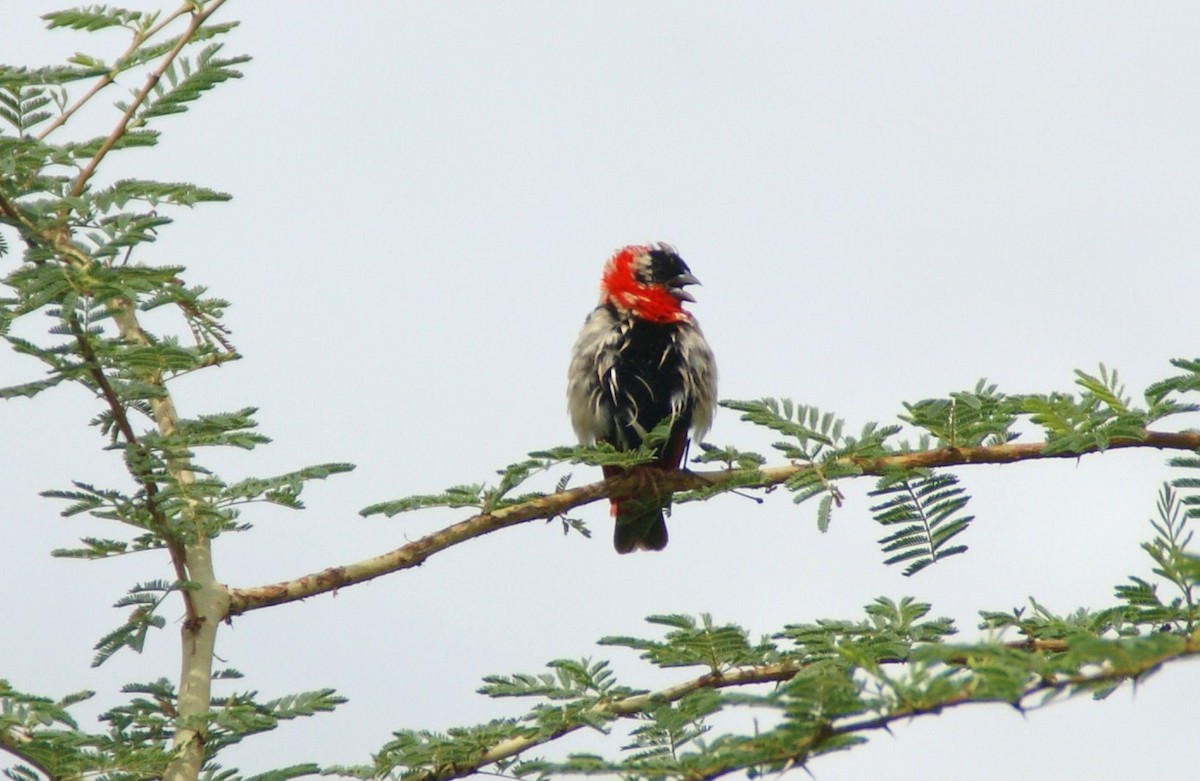 Northern Red Bishop - ML641286296