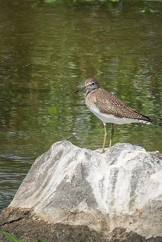 Solitary Sandpiper - ML641286326