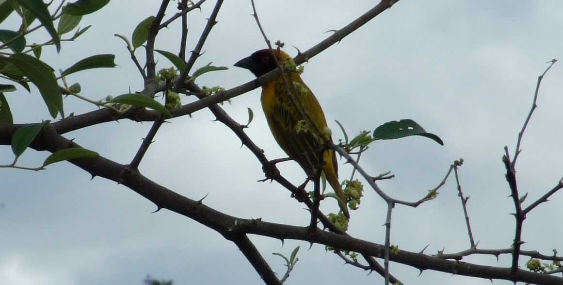 Black-capped Social-Weaver - ML641286340