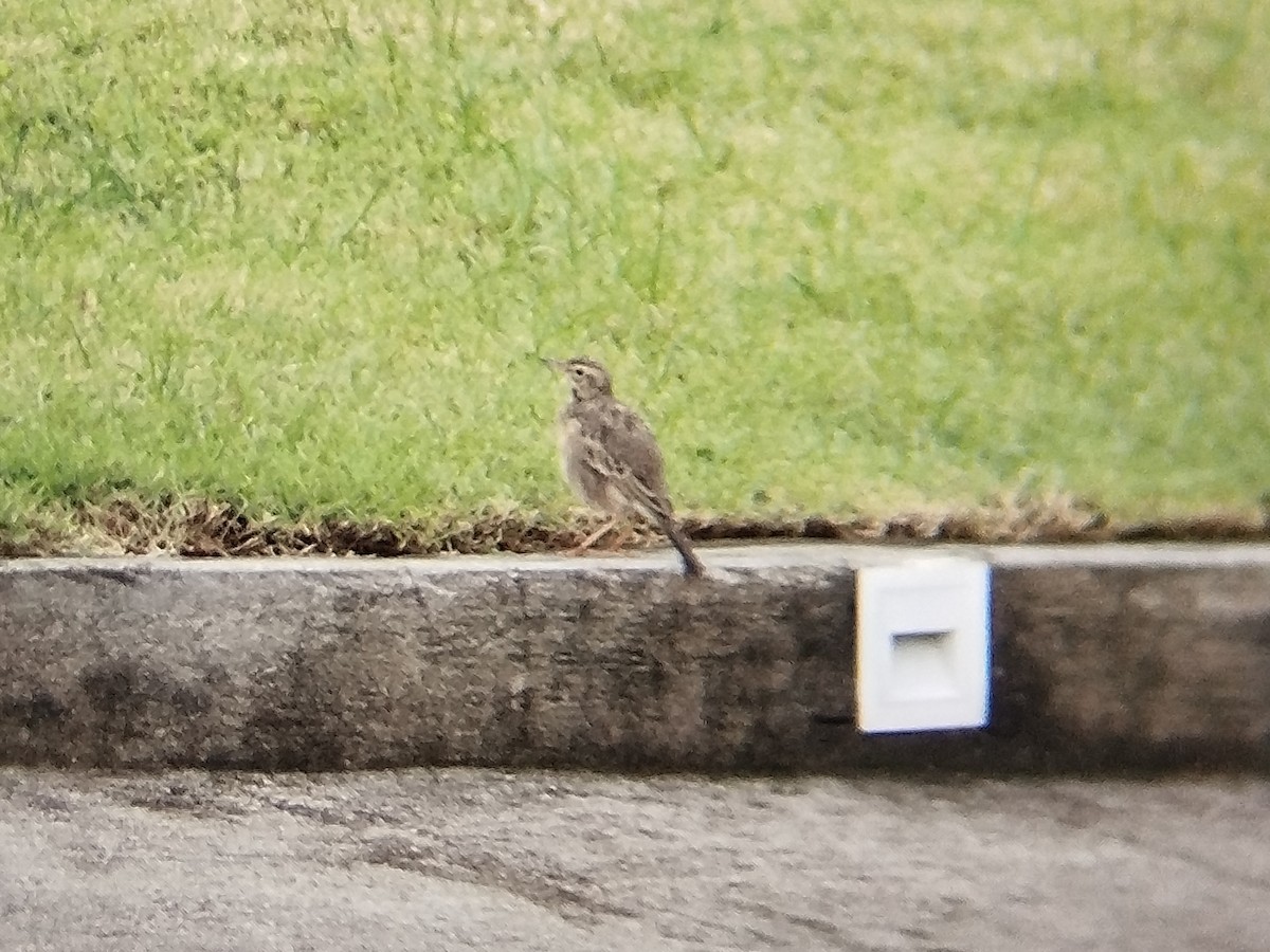 Paddyfield Pipit - ML641286346