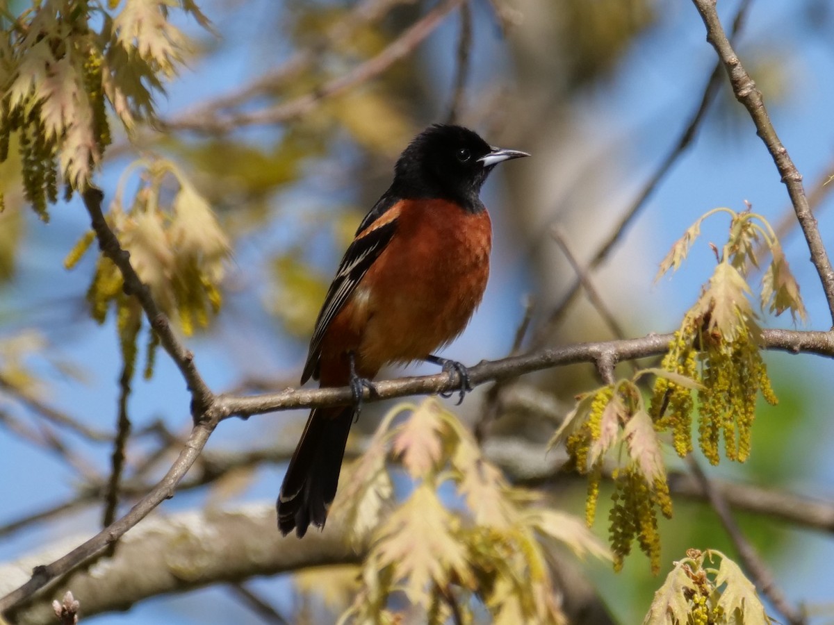 Orchard Oriole - ML641286357
