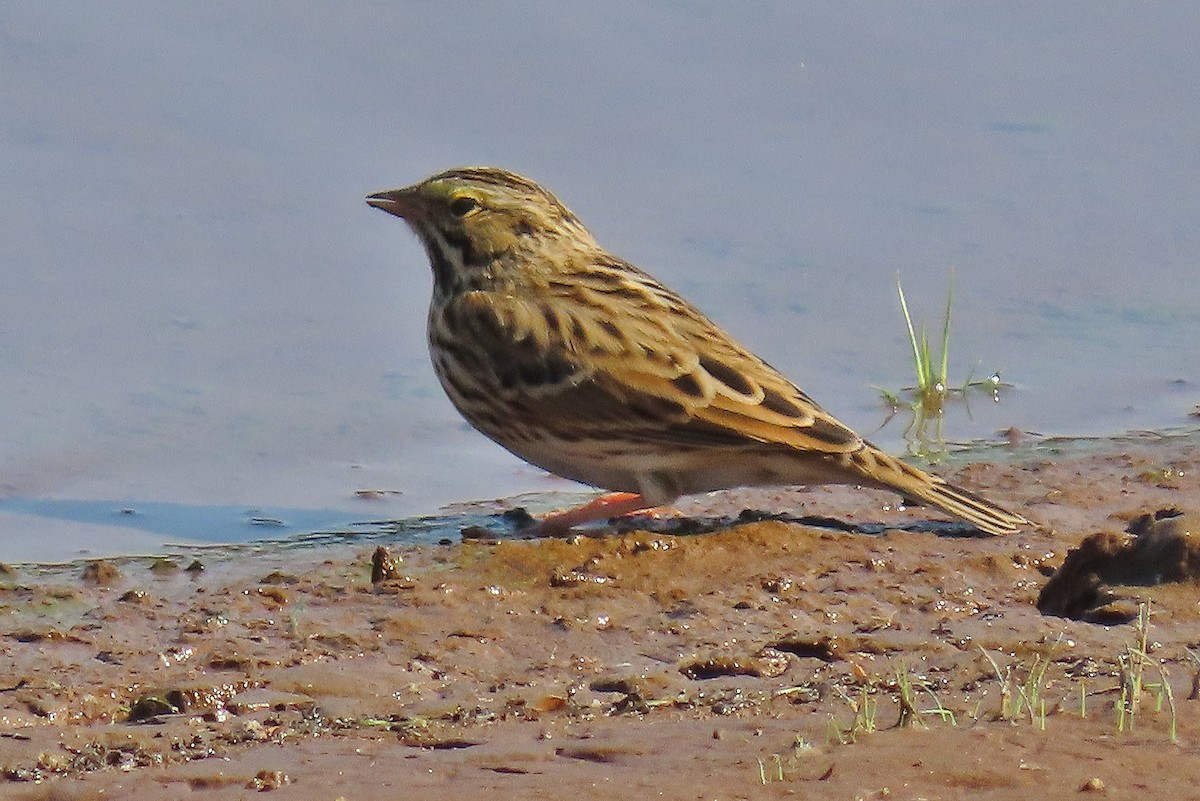 Savannah Sparrow - ML641286378