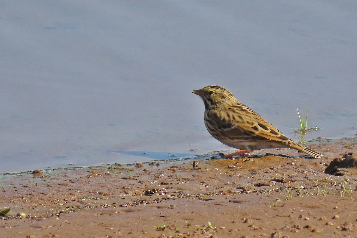 Savannah Sparrow - ML641286379