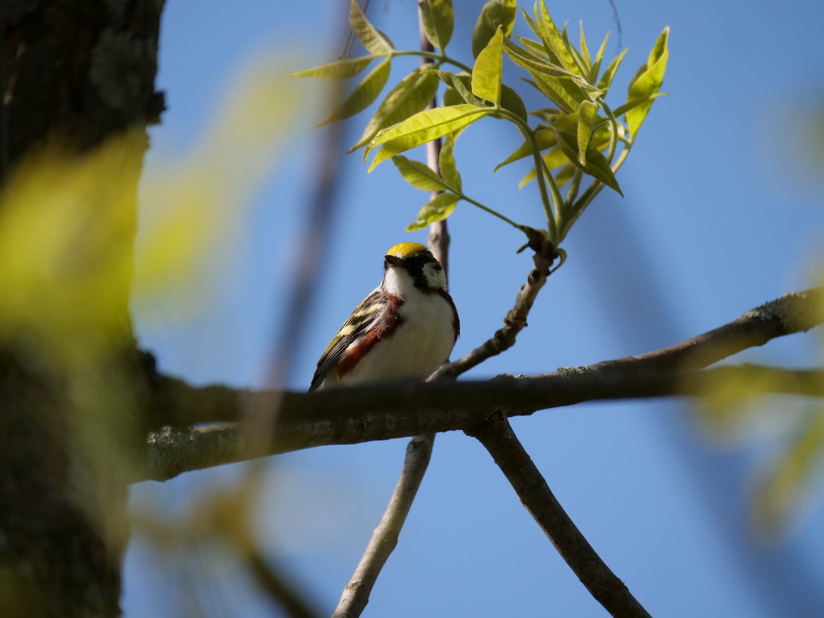 Chestnut-sided Warbler - ML641286414