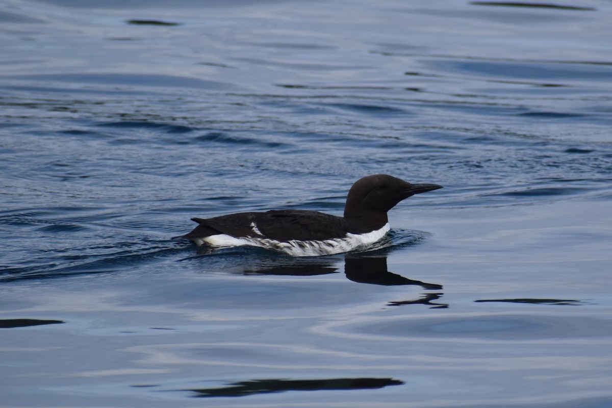 Common Murre - ML641286420