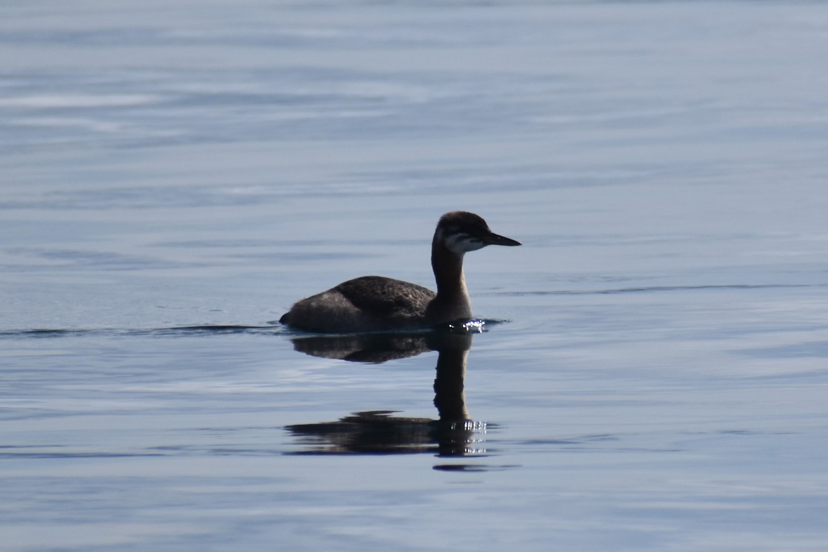 Red-necked Grebe - ML641286428