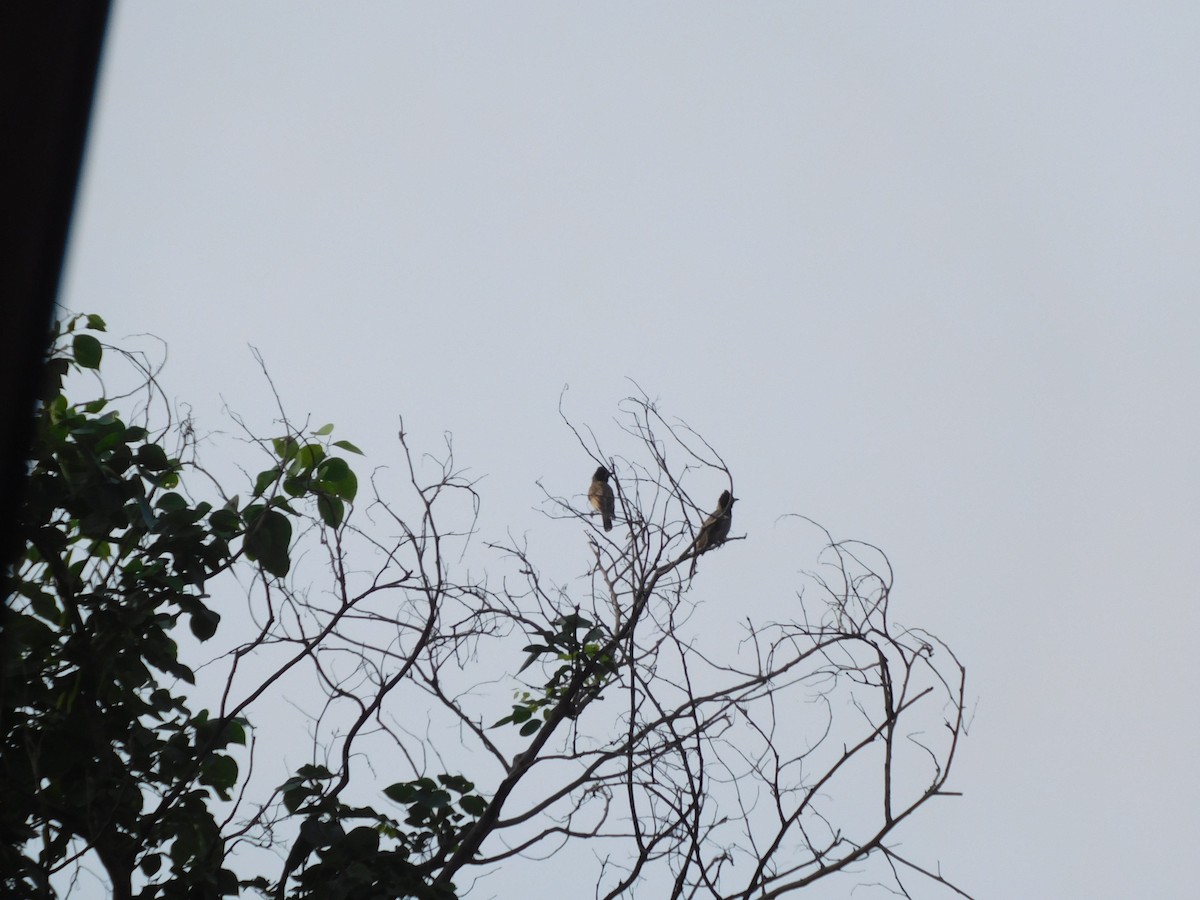 Red-vented Bulbul - ML641286429