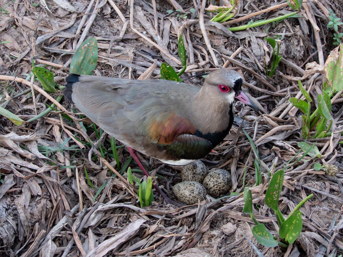 Southern Lapwing (lampronotus) - ML641286431