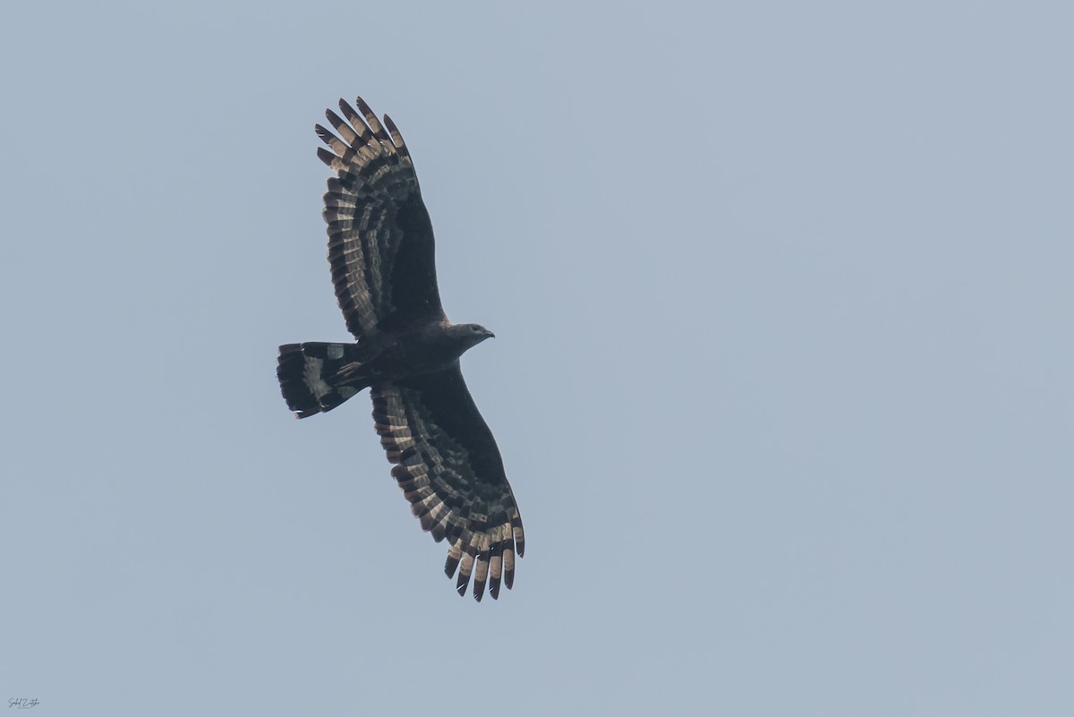 Oriental Honey-buzzard - ML641286432