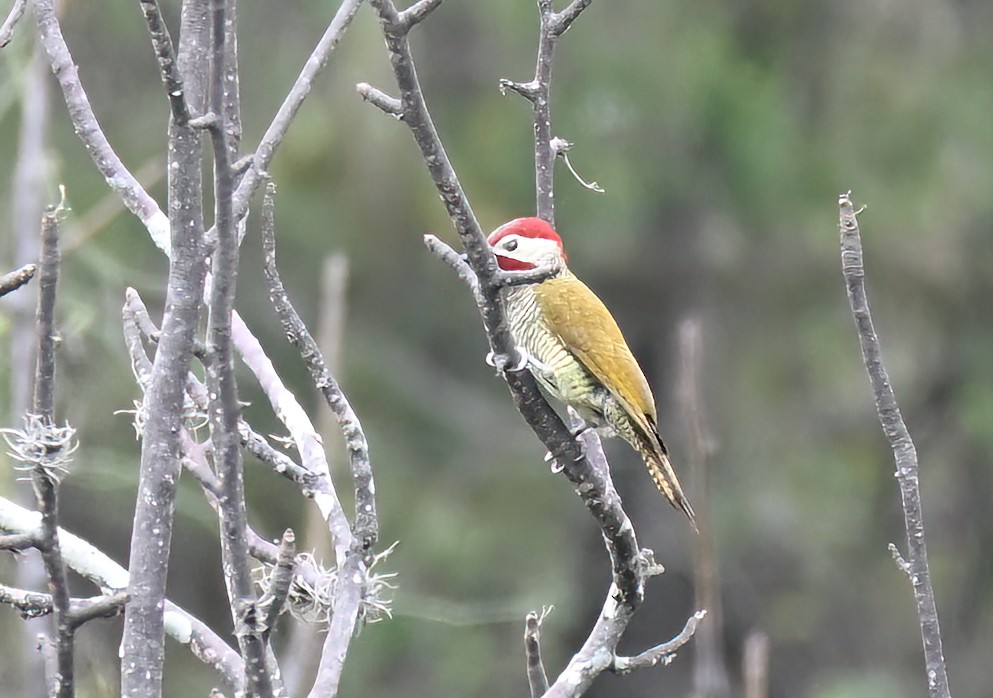 Golden-olive Woodpecker (rubripileus) - ML641286433