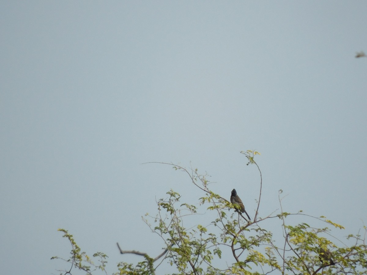 Red-vented Bulbul - ML641286434