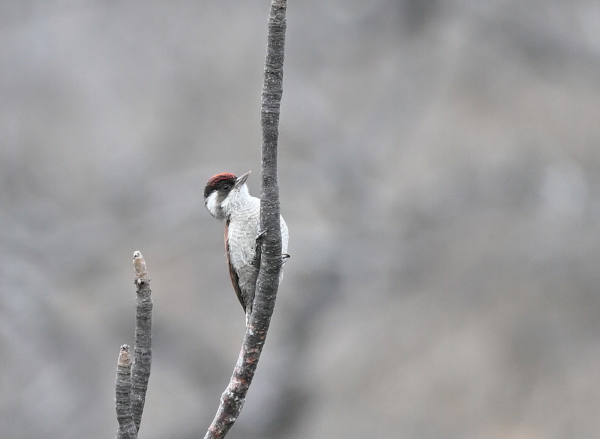Scarlet-backed Woodpecker - ML641286436