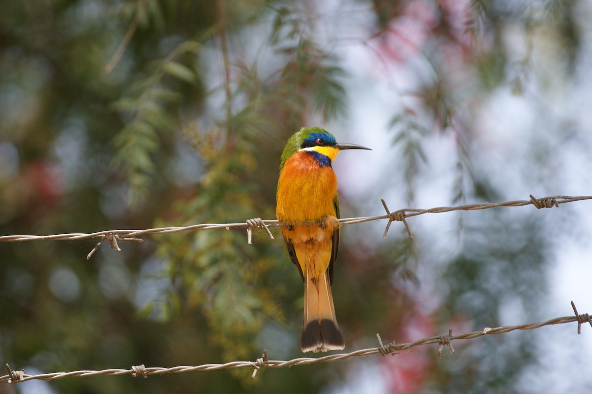 Ethiopian Bee-eater - ML641286437