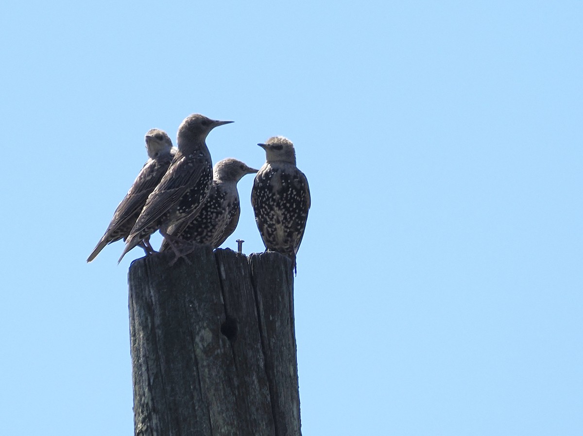 European Starling - ML641286439