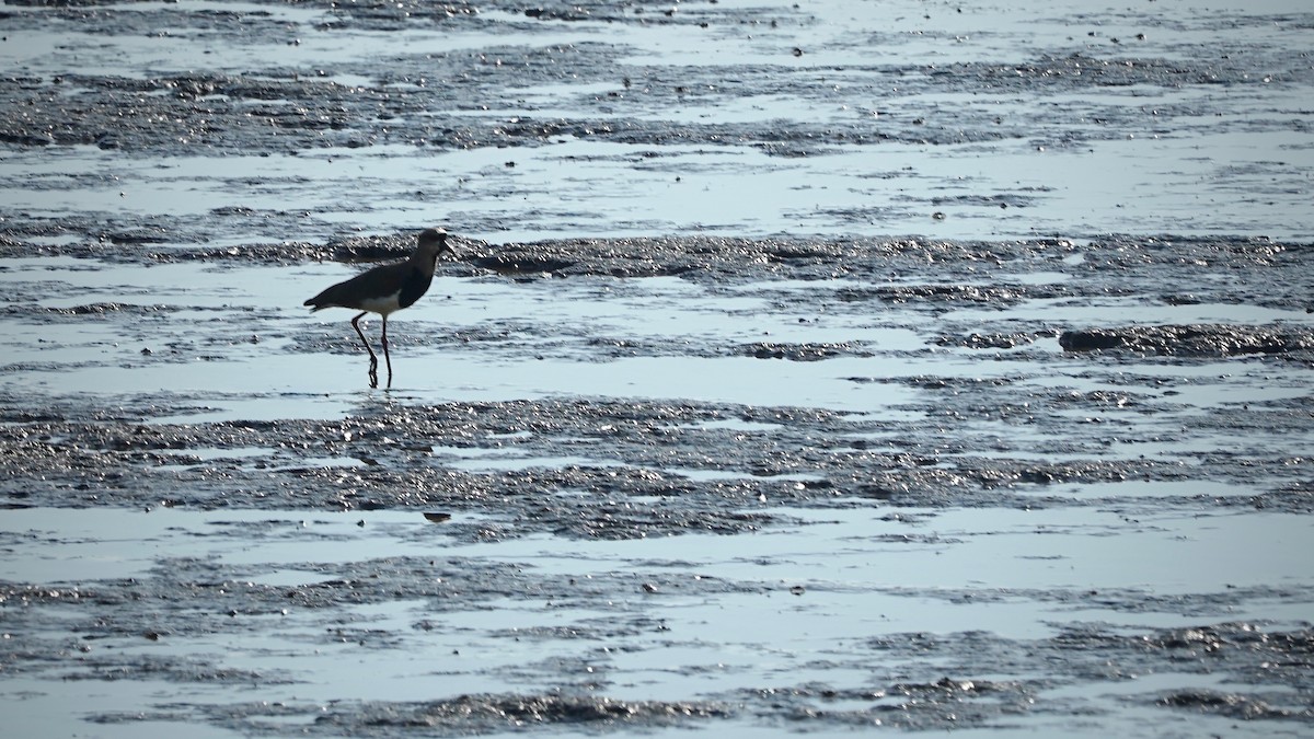 Southern Lapwing - ML641286442