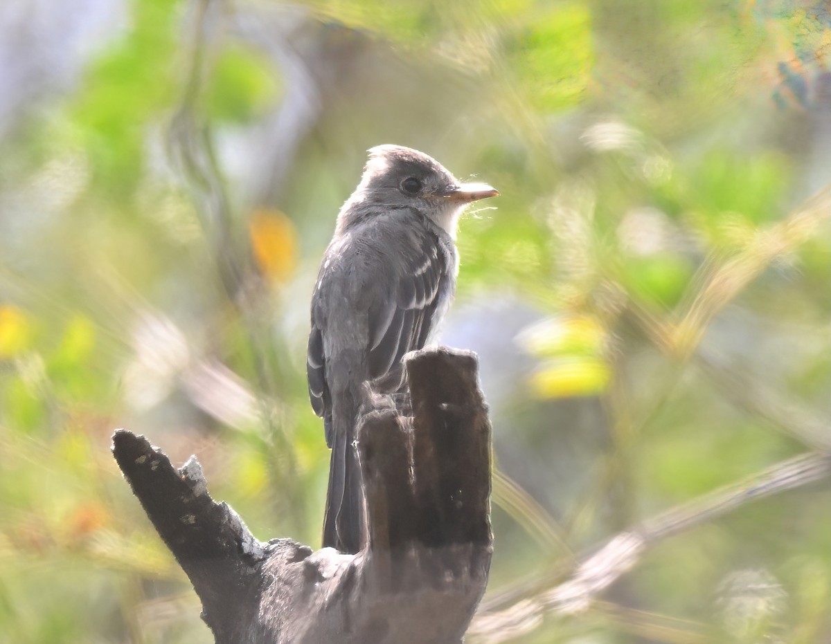 Tumbes Pewee - ML641286446