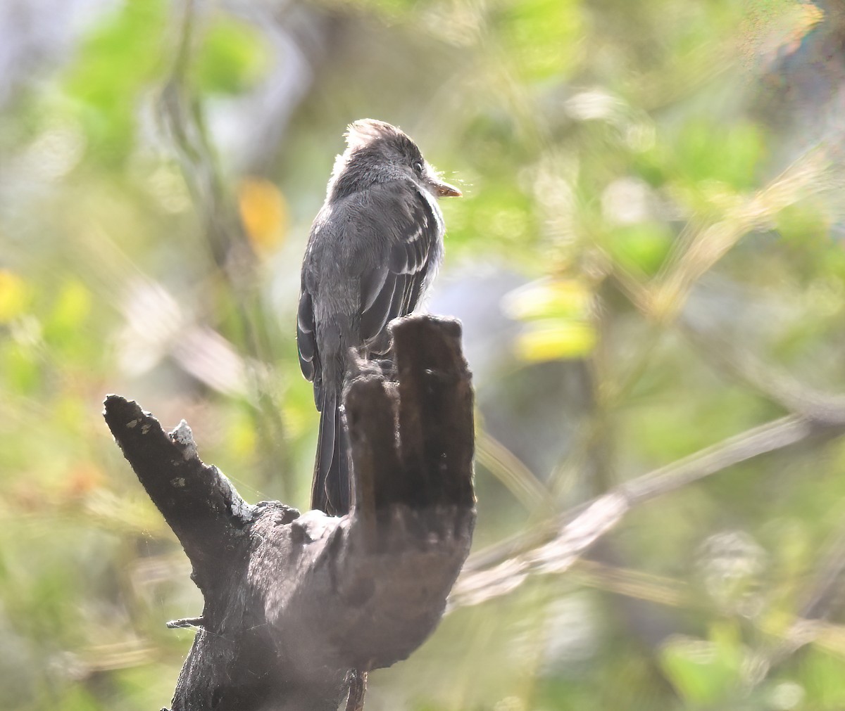 Tumbes Pewee - ML641286447