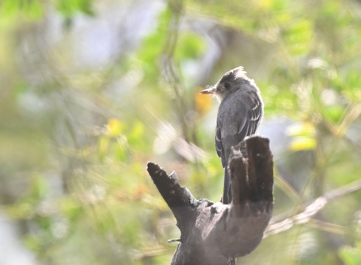 Tumbes Pewee - ML641286448