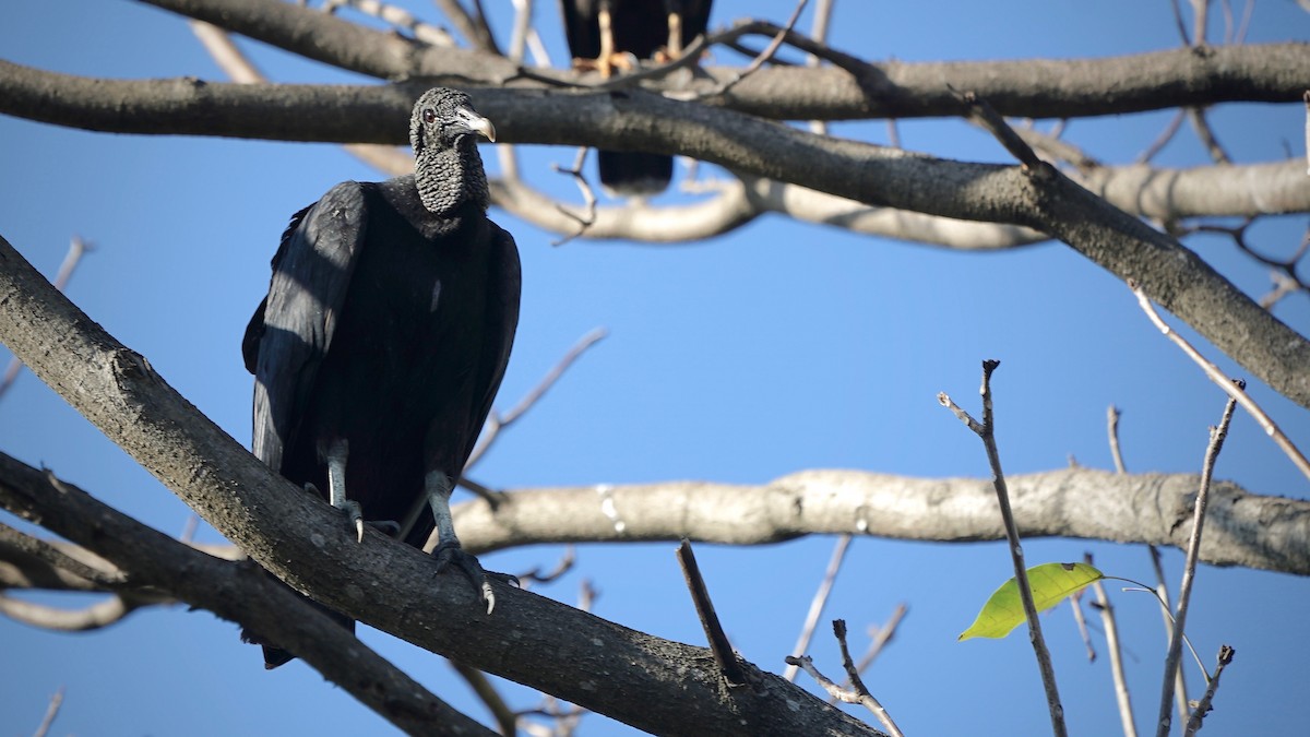 Black Vulture - ML641286449