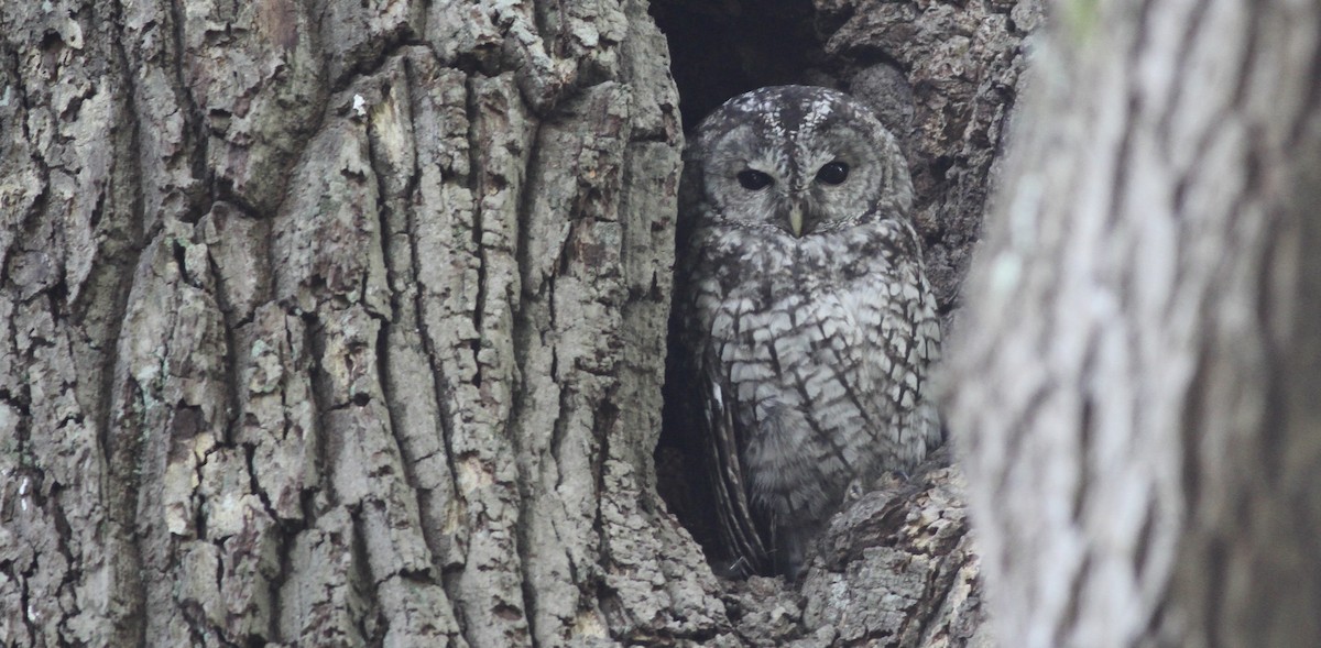 Tawny Owl - ML641286453