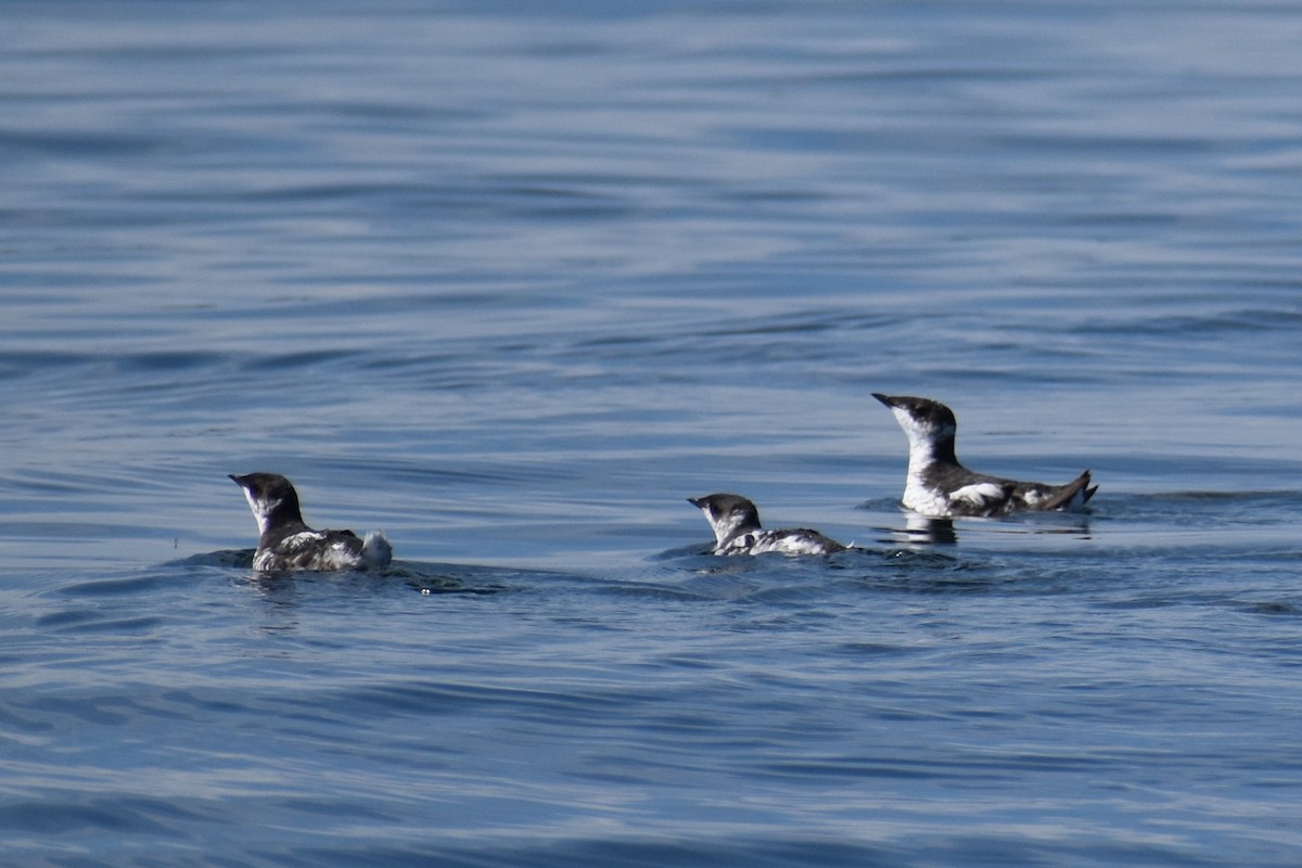 Marbled Murrelet - ML641286454