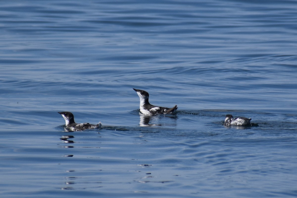 Marbled Murrelet - ML641286455