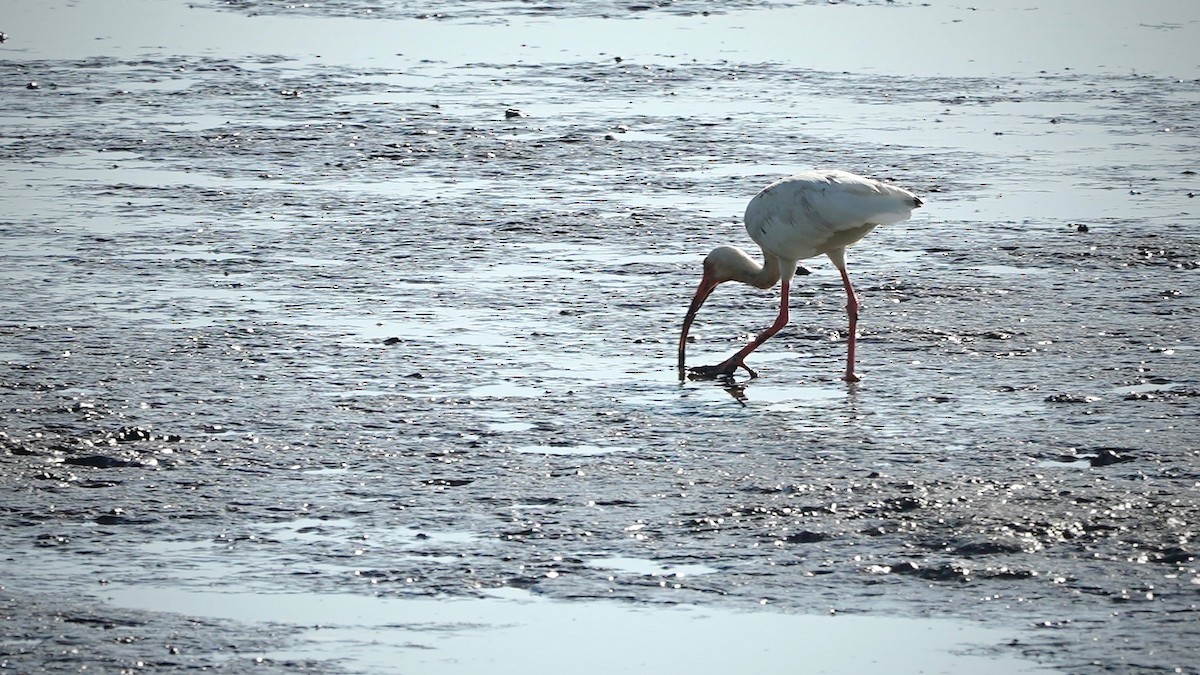 White Ibis - ML641286456