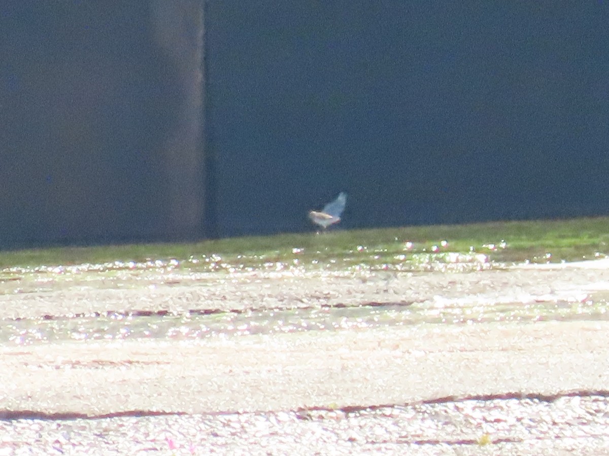Least Sandpiper - ML641286457