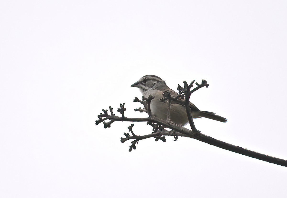 Tumbes Sparrow - ML641286458