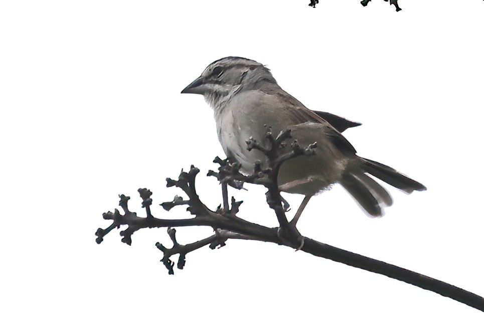Tumbes Sparrow - ML641286459