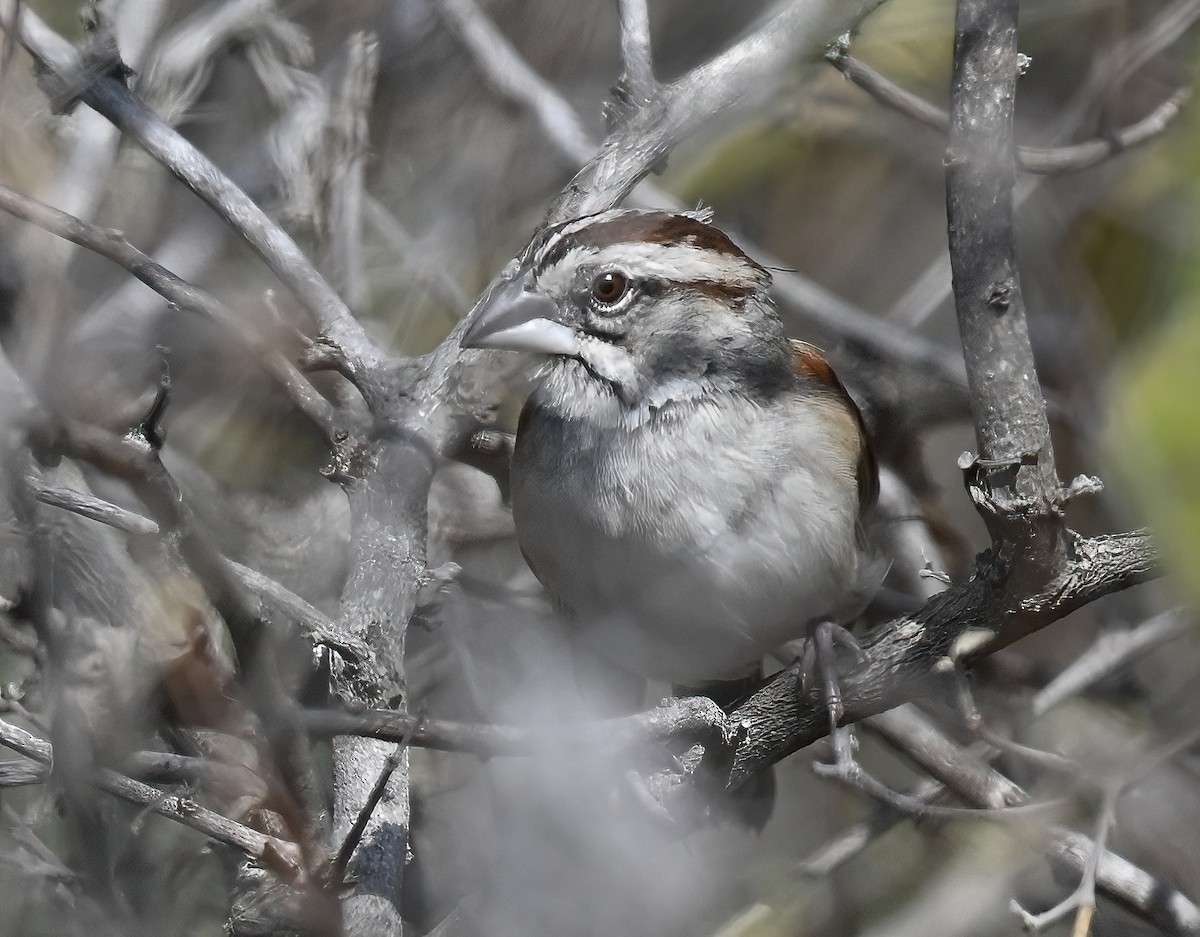 Tumbes Sparrow - ML641286461