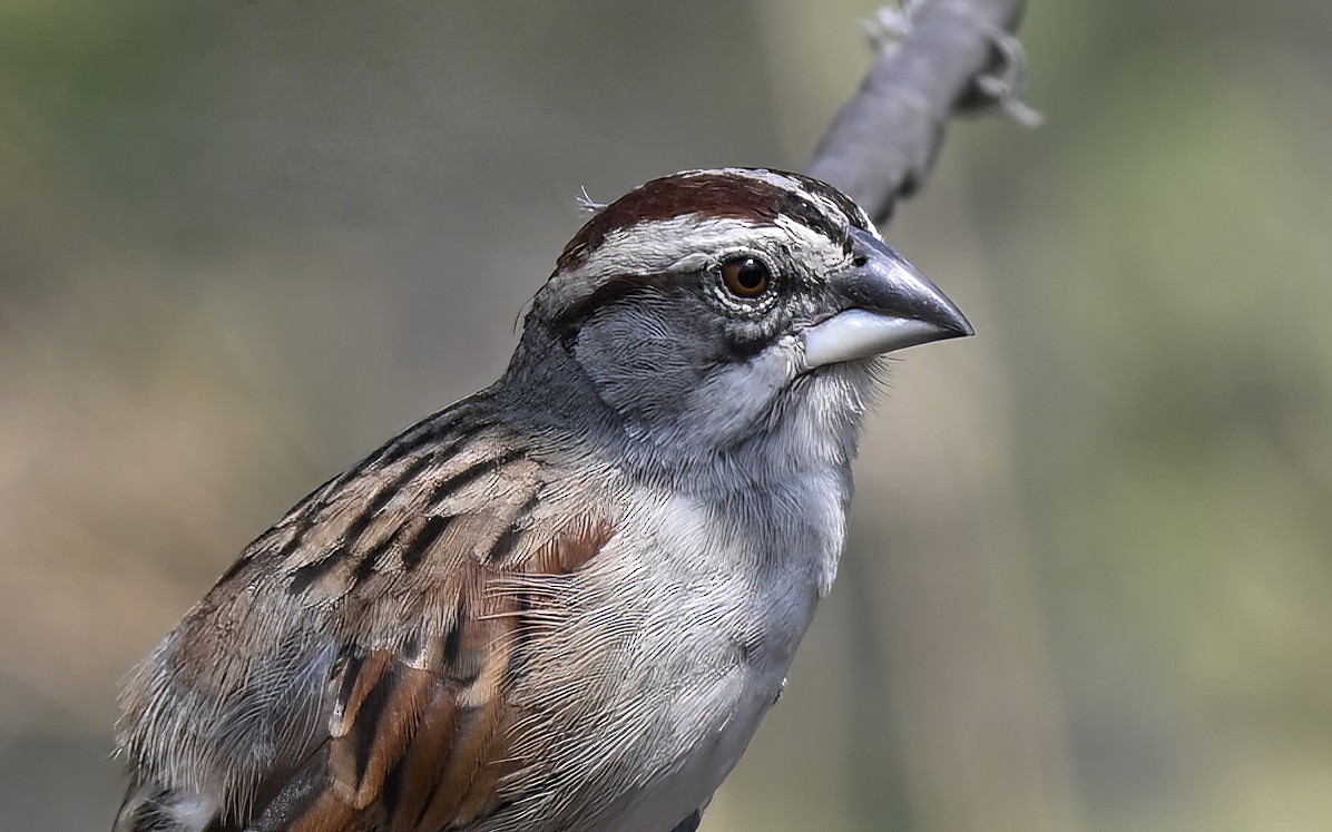 Tumbes Sparrow - ML641286462