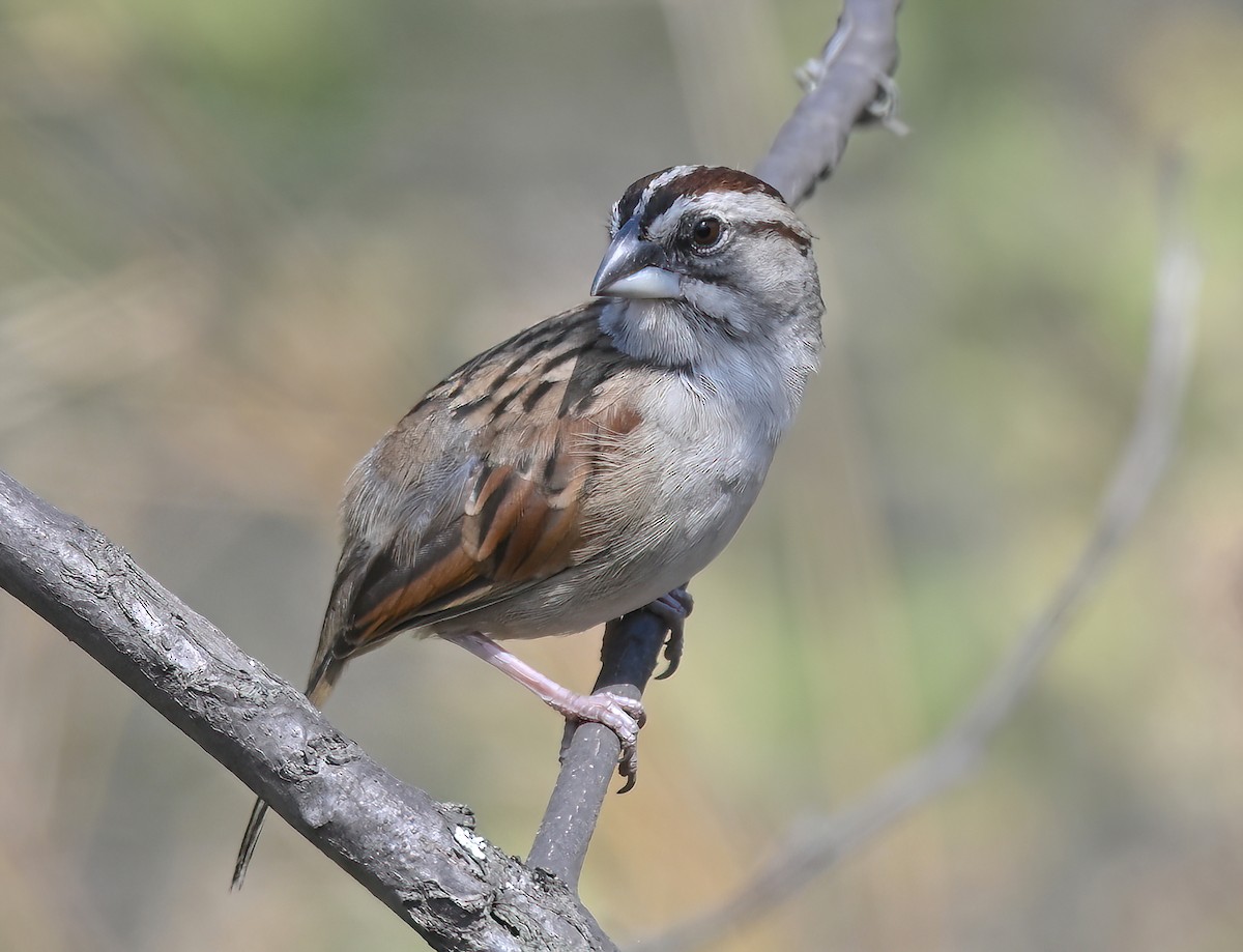 Tumbes Sparrow - ML641286463