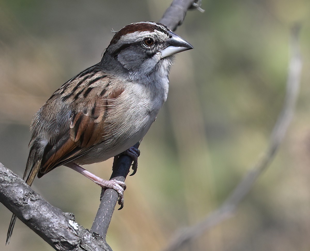 Tumbes Sparrow - ML641286464
