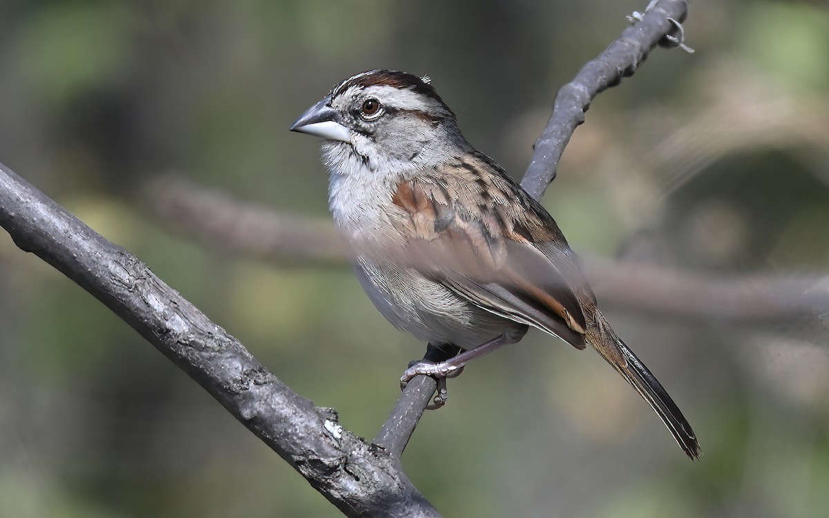 Tumbes Sparrow - ML641286465