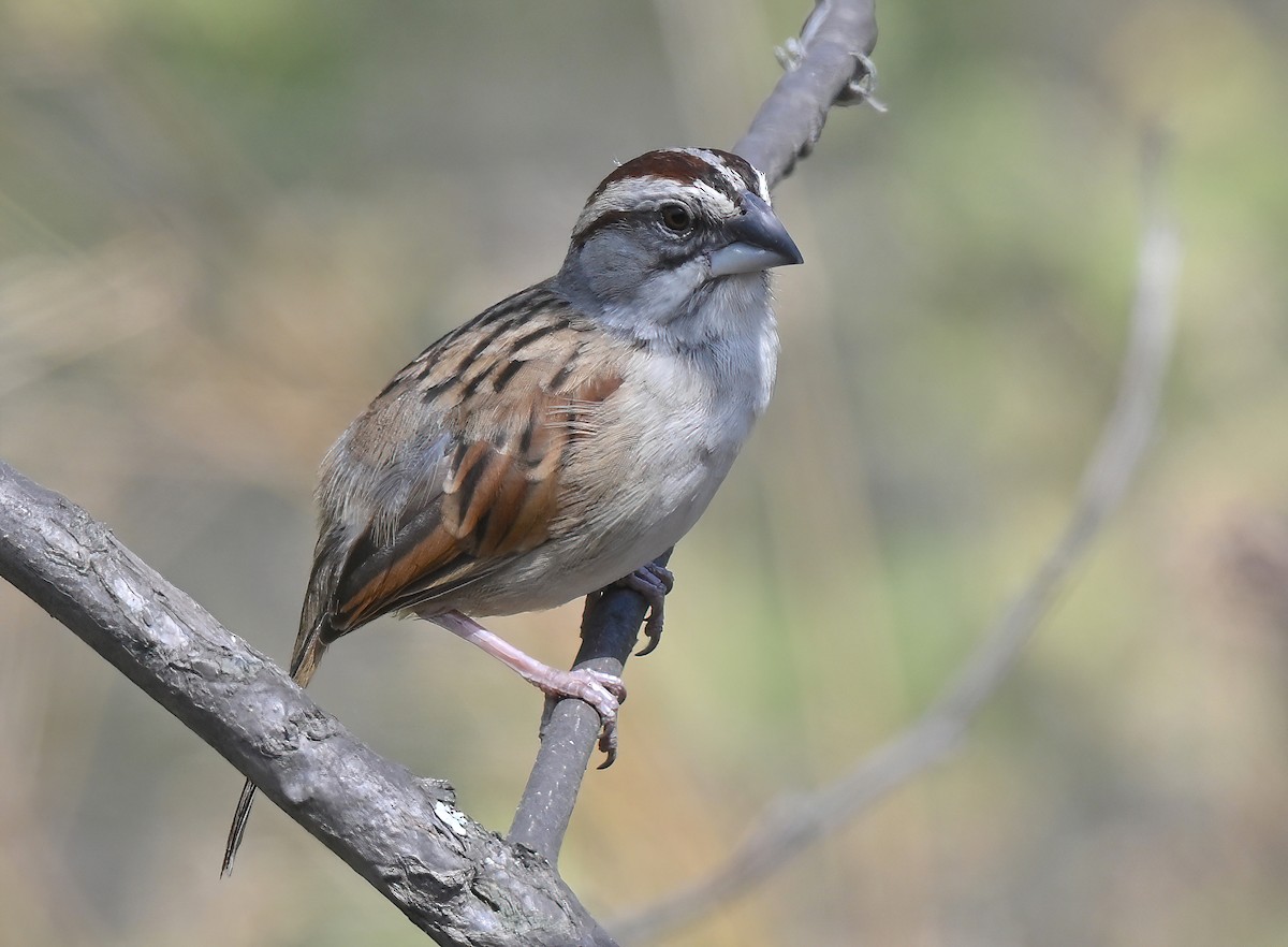 Tumbes Sparrow - ML641286466